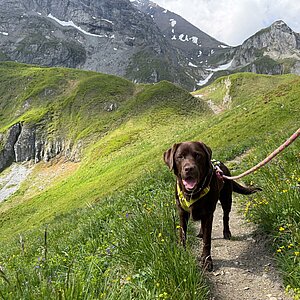 Hund Wandern